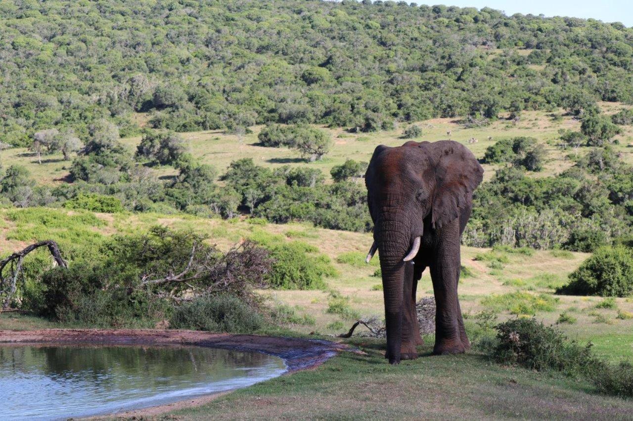 Hopewell Private Game Reserve Buyskloof المظهر الخارجي الصورة