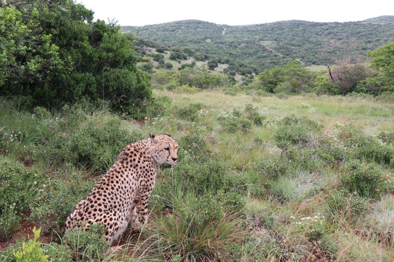 Hopewell Private Game Reserve Buyskloof المظهر الخارجي الصورة