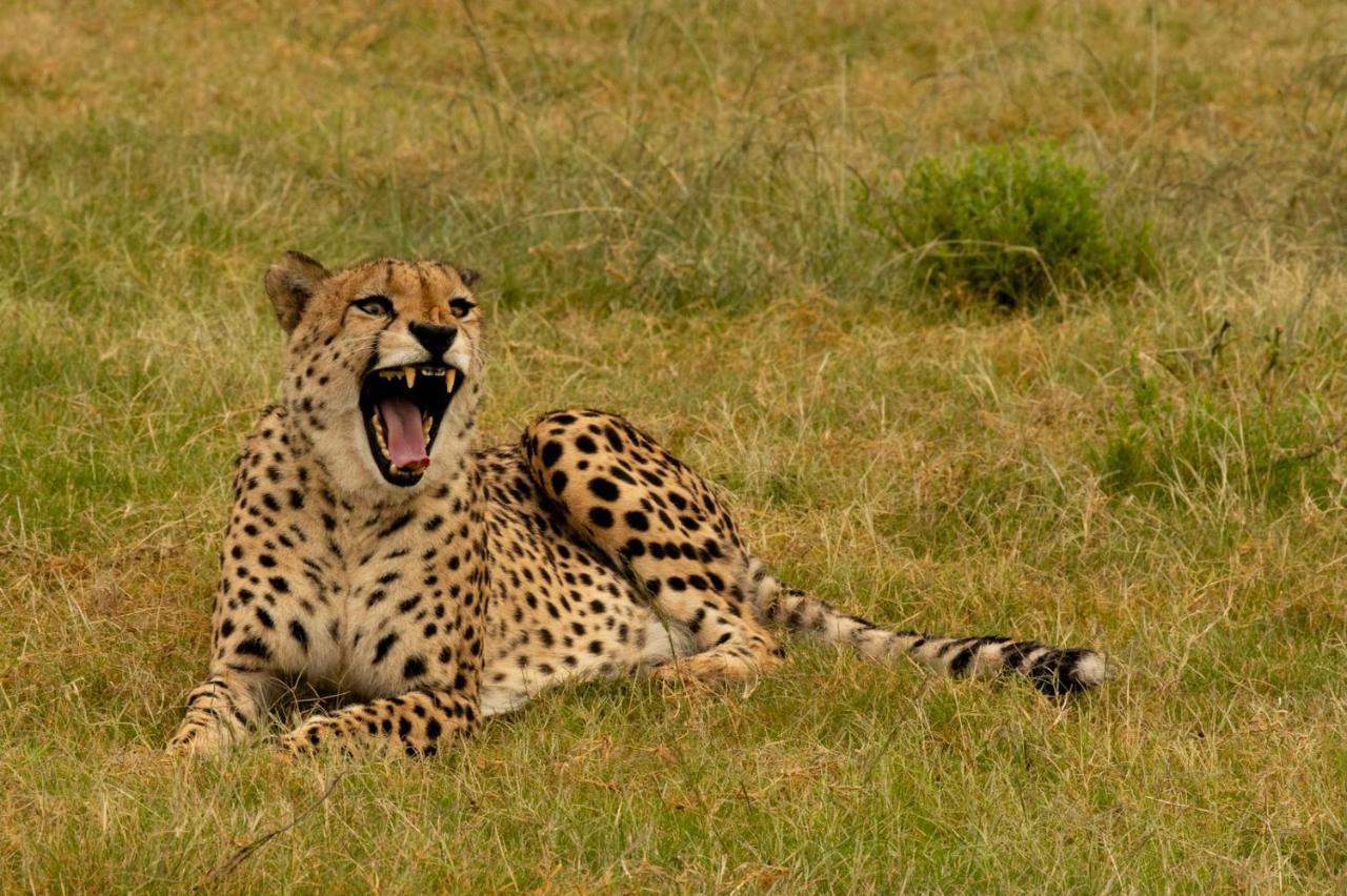 Hopewell Private Game Reserve Buyskloof المظهر الخارجي الصورة