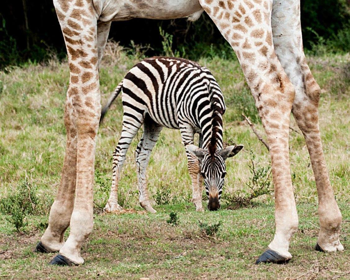 Hopewell Private Game Reserve Buyskloof المظهر الخارجي الصورة