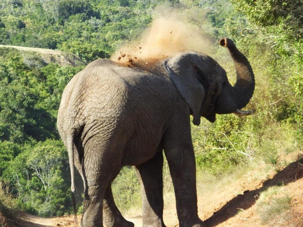 Hopewell Private Game Reserve Buyskloof المظهر الخارجي الصورة