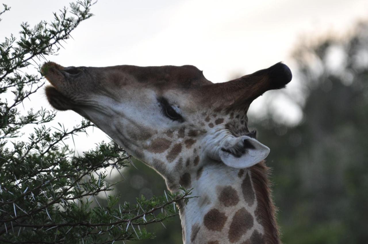 Hopewell Private Game Reserve Buyskloof المظهر الخارجي الصورة