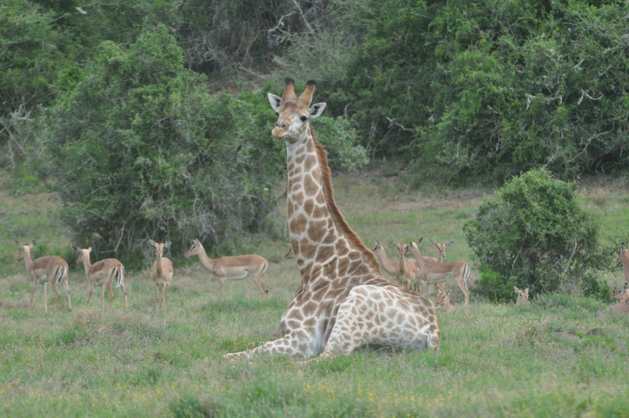 Hopewell Private Game Reserve Buyskloof المظهر الخارجي الصورة