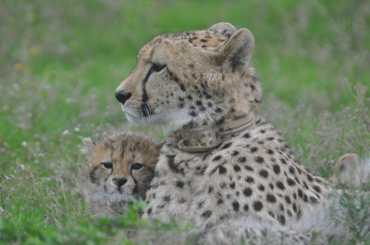 Hopewell Private Game Reserve Buyskloof المظهر الخارجي الصورة
