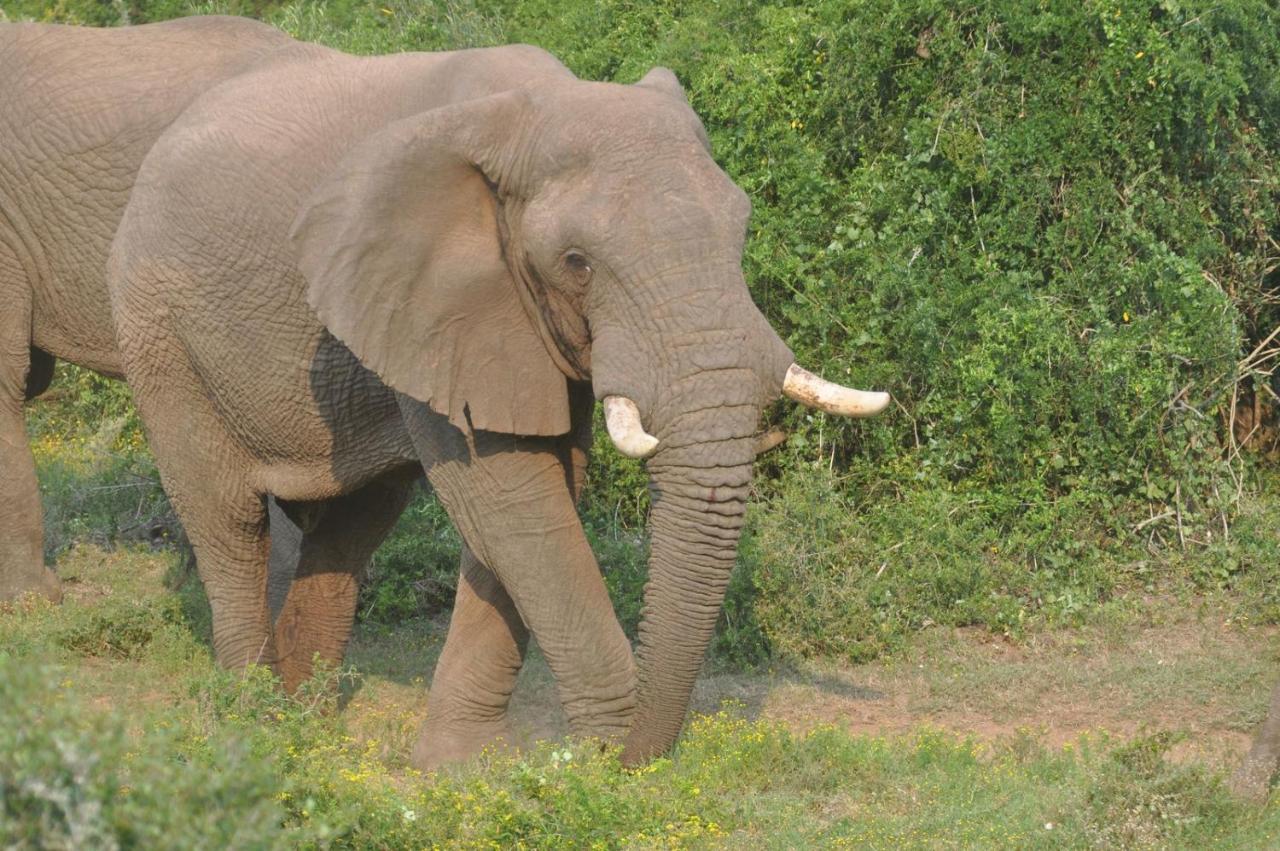 Hopewell Private Game Reserve Buyskloof المظهر الخارجي الصورة