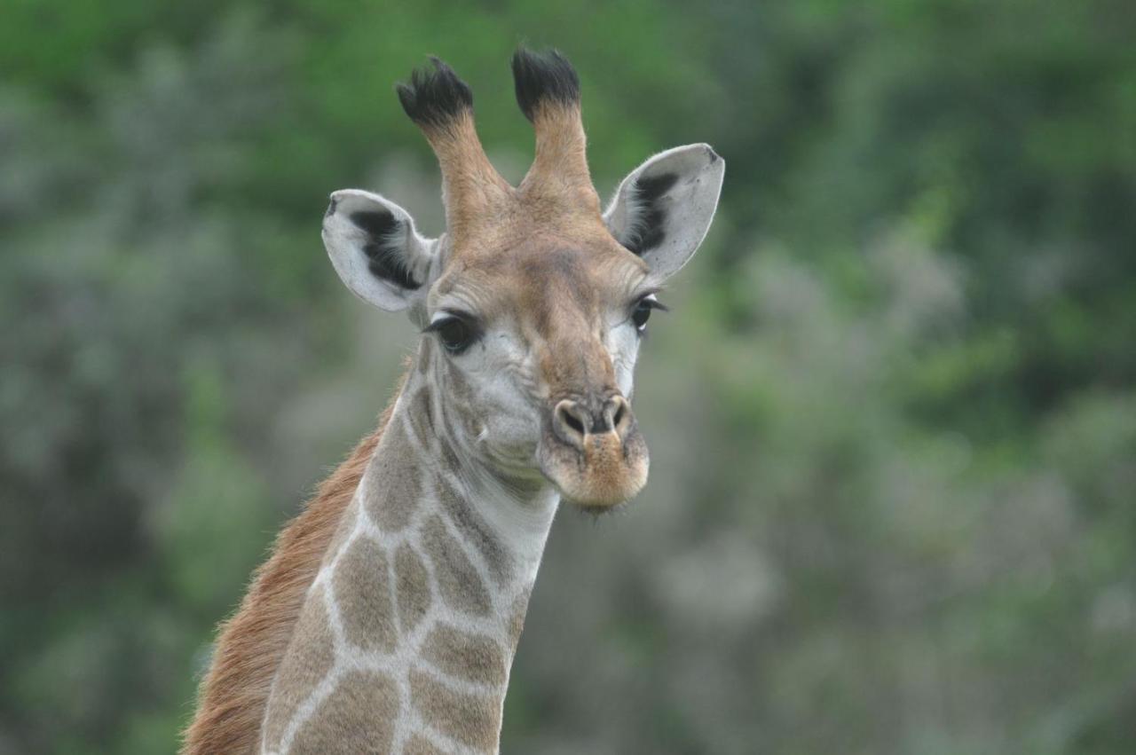 Hopewell Private Game Reserve Buyskloof المظهر الخارجي الصورة