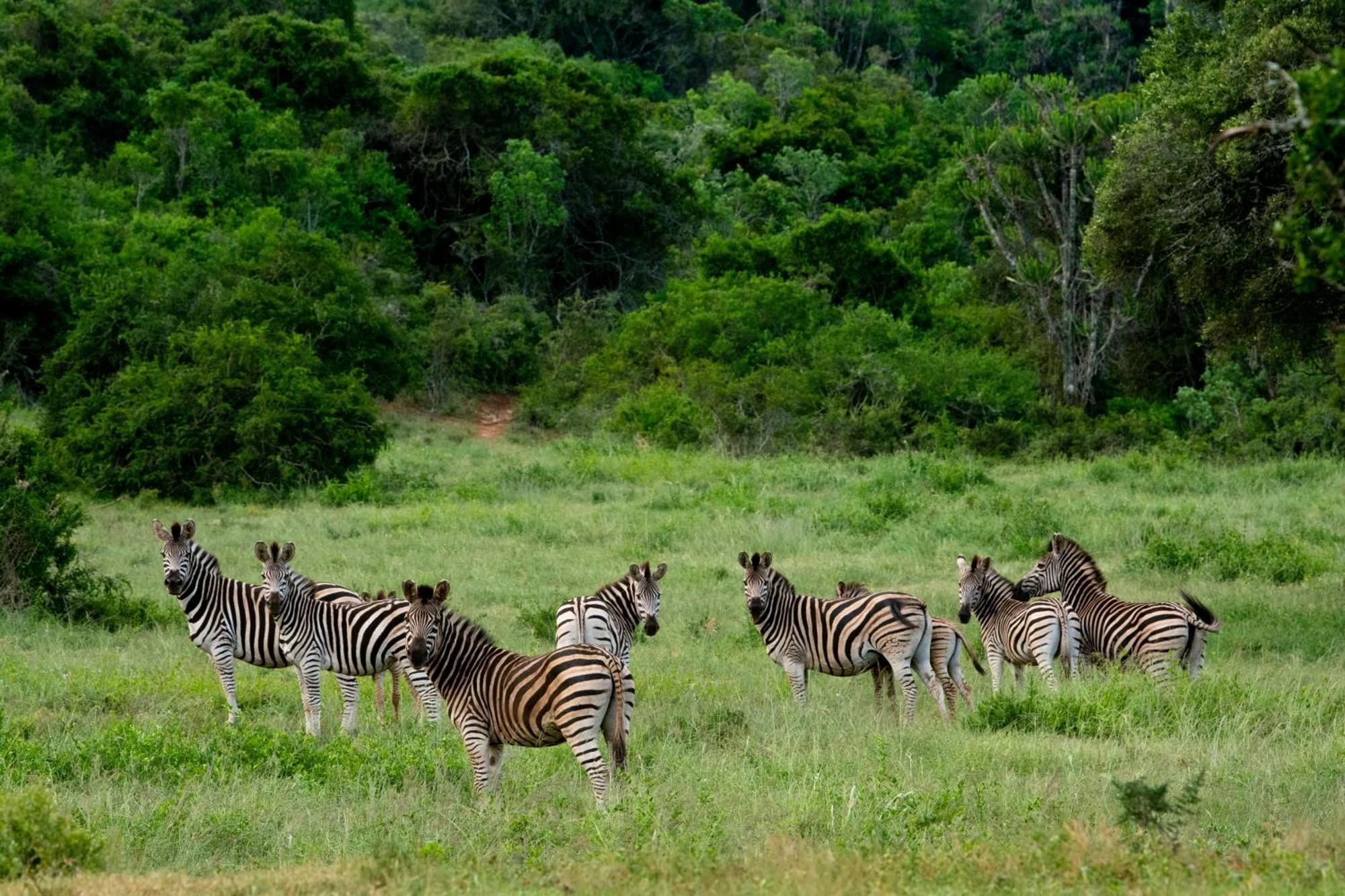 Hopewell Private Game Reserve Buyskloof المظهر الخارجي الصورة