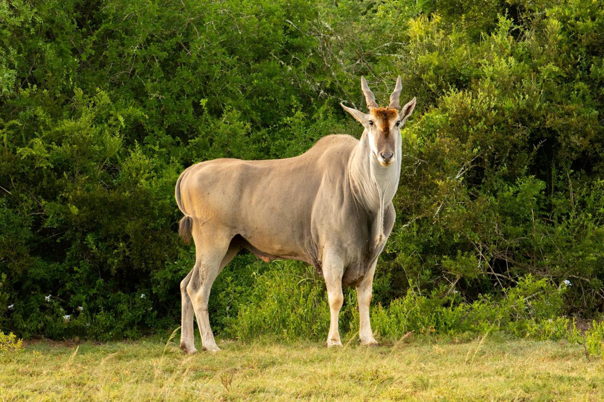 Hopewell Private Game Reserve Buyskloof المظهر الخارجي الصورة
