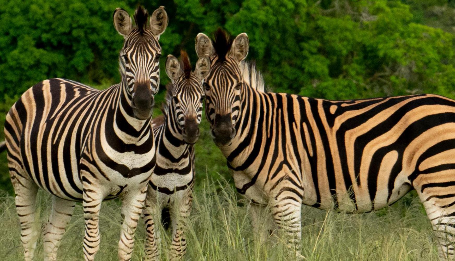 Hopewell Private Game Reserve Buyskloof المظهر الخارجي الصورة