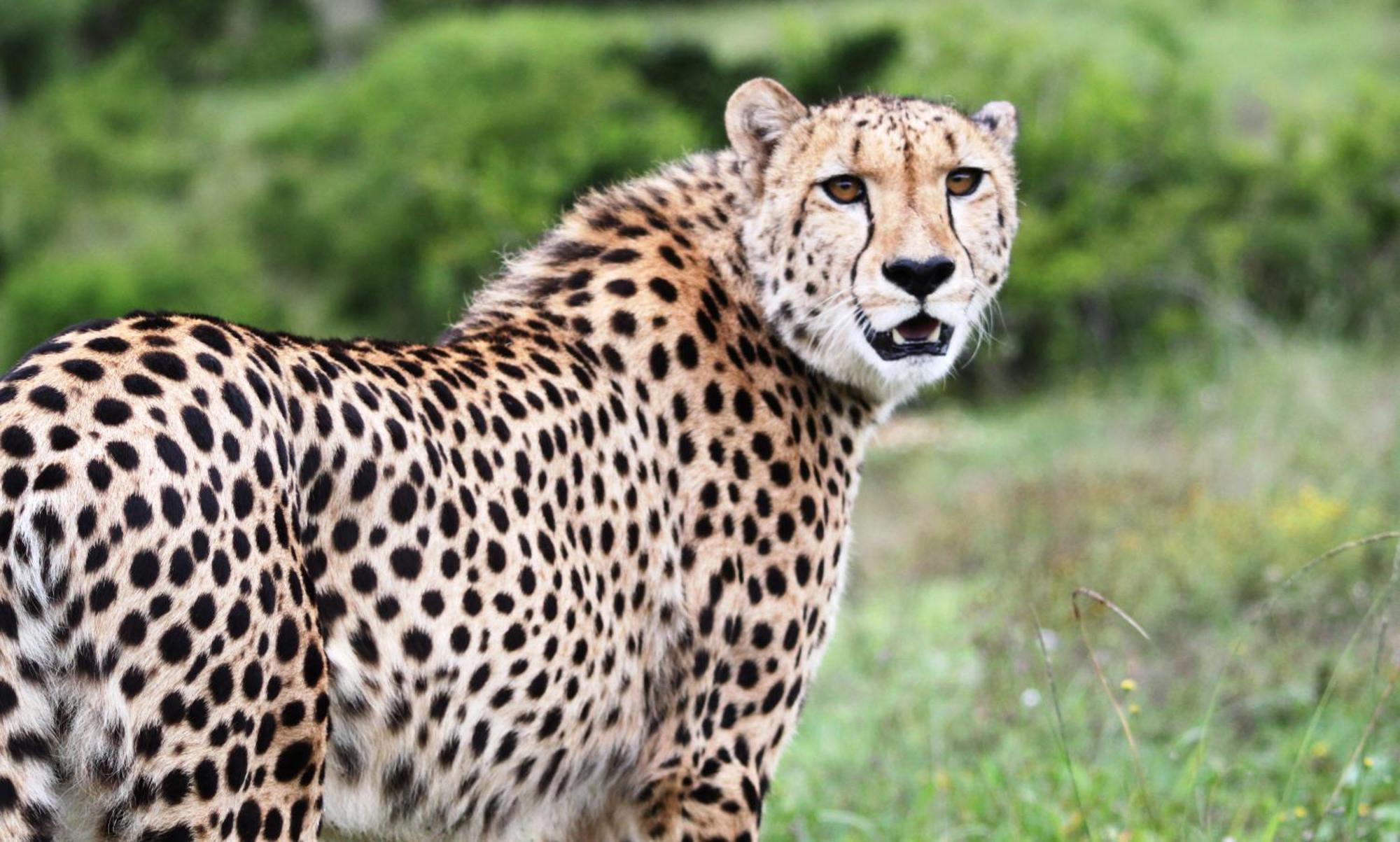 Hopewell Private Game Reserve Buyskloof المظهر الخارجي الصورة