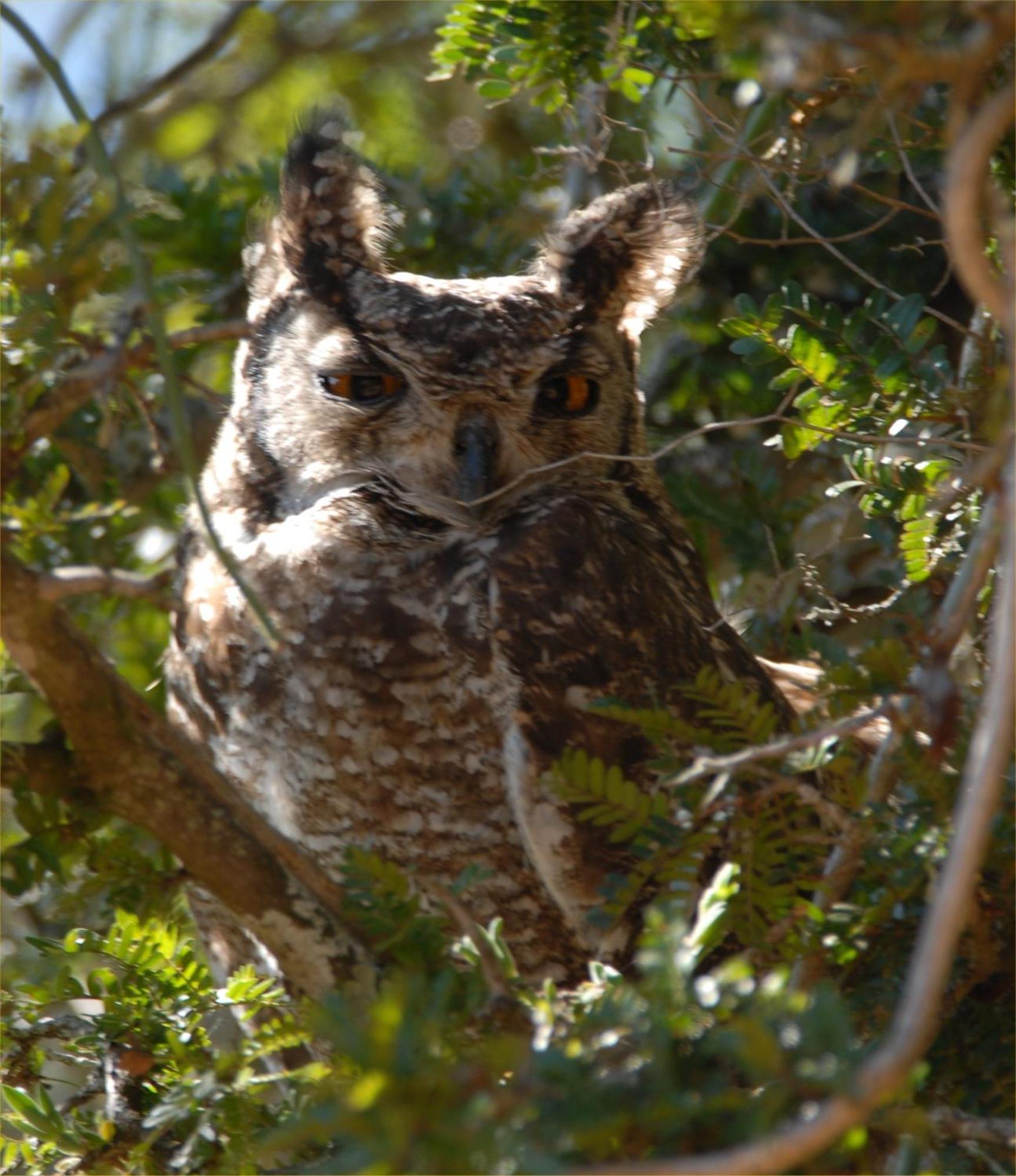Hopewell Private Game Reserve Buyskloof المظهر الخارجي الصورة