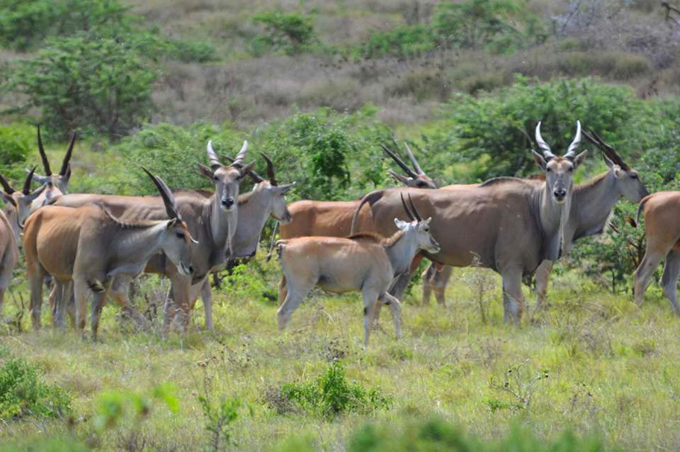 Hopewell Private Game Reserve Buyskloof المظهر الخارجي الصورة