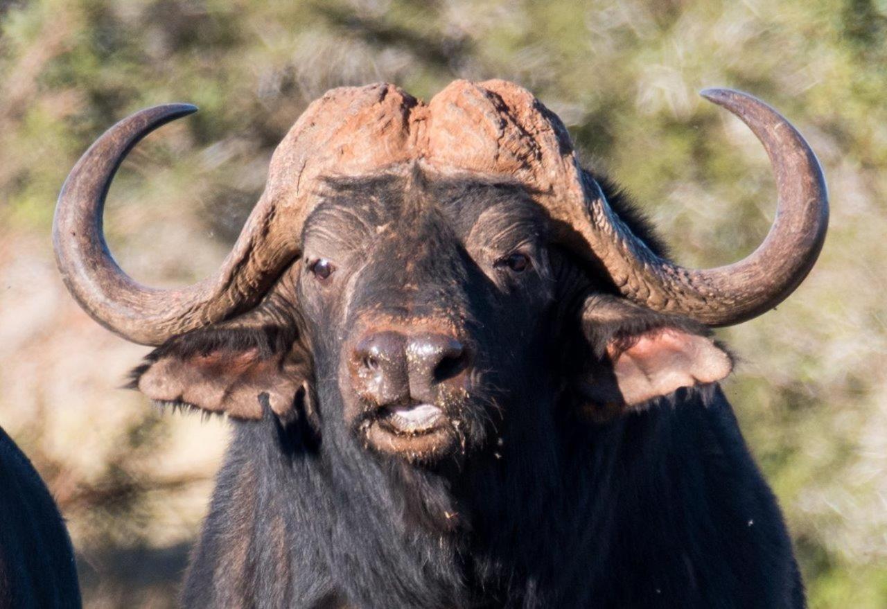 Hopewell Private Game Reserve Buyskloof المظهر الخارجي الصورة