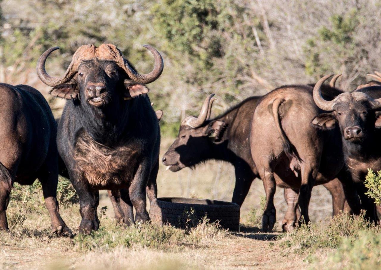 Hopewell Private Game Reserve Buyskloof المظهر الخارجي الصورة