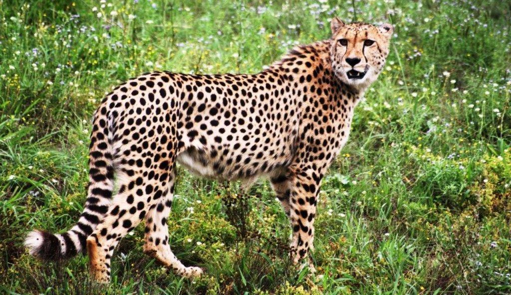 Hopewell Private Game Reserve Buyskloof المظهر الخارجي الصورة