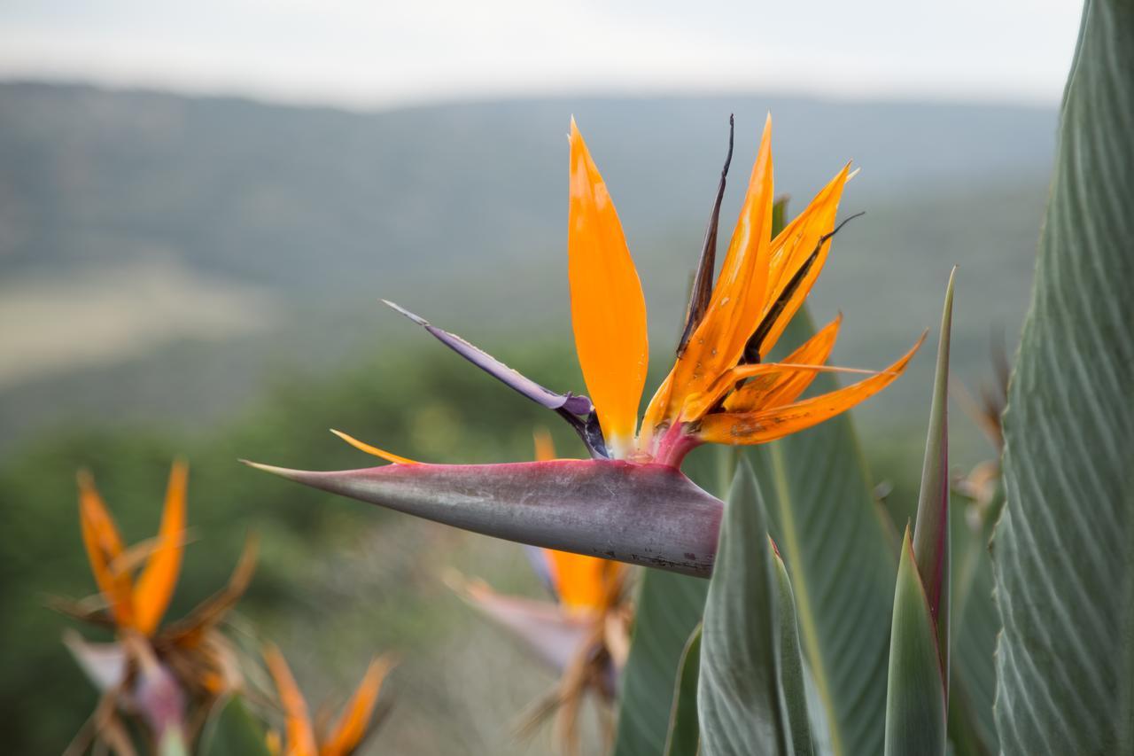 Hopewell Private Game Reserve Buyskloof المظهر الخارجي الصورة