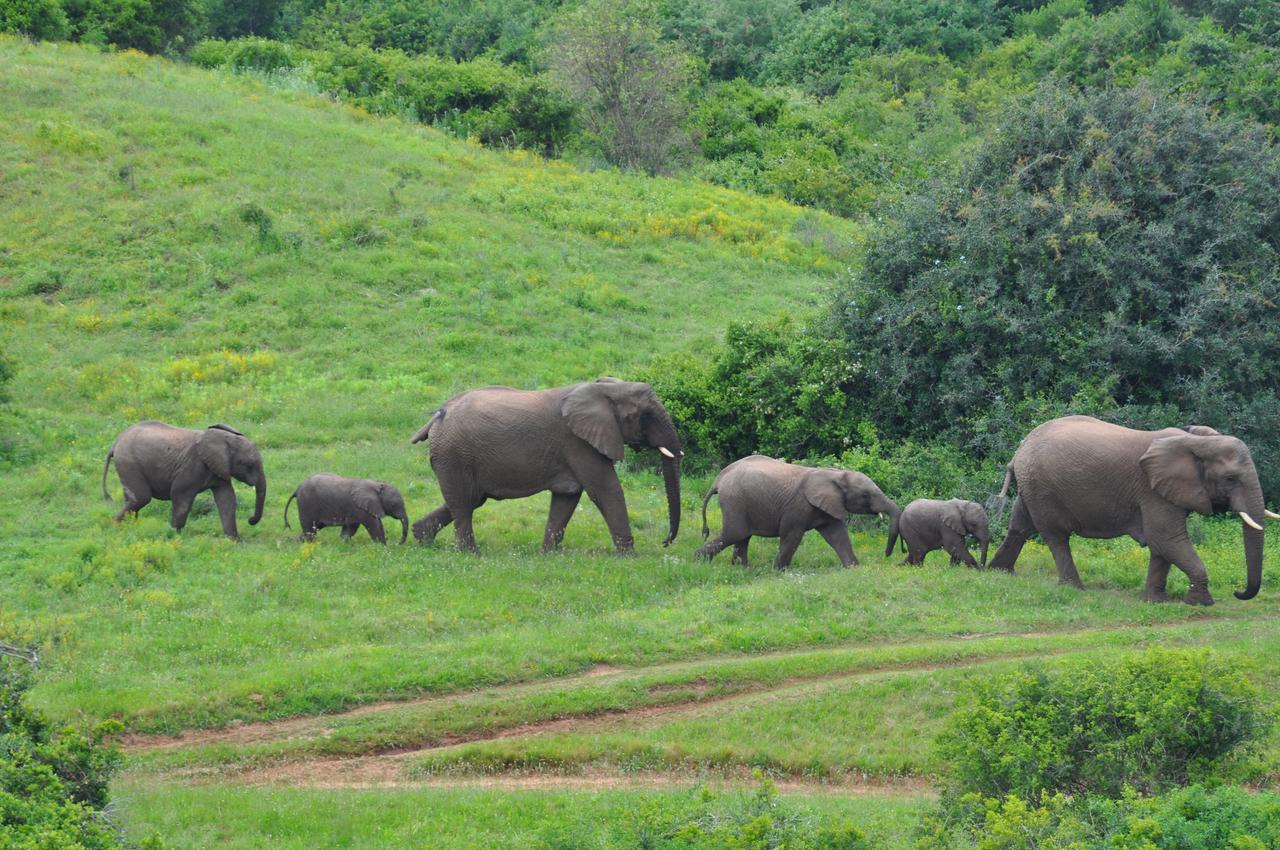 Hopewell Private Game Reserve Buyskloof المظهر الخارجي الصورة