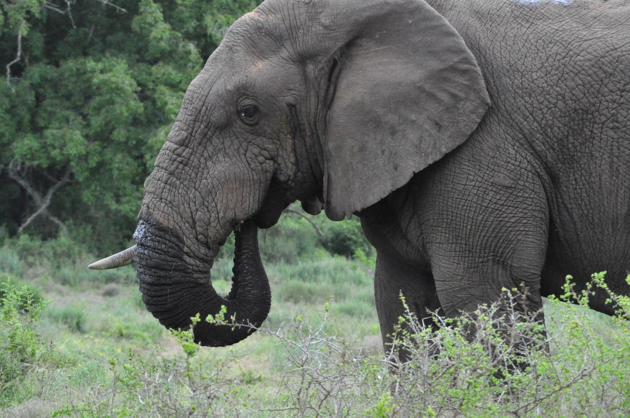 Hopewell Private Game Reserve Buyskloof المظهر الخارجي الصورة