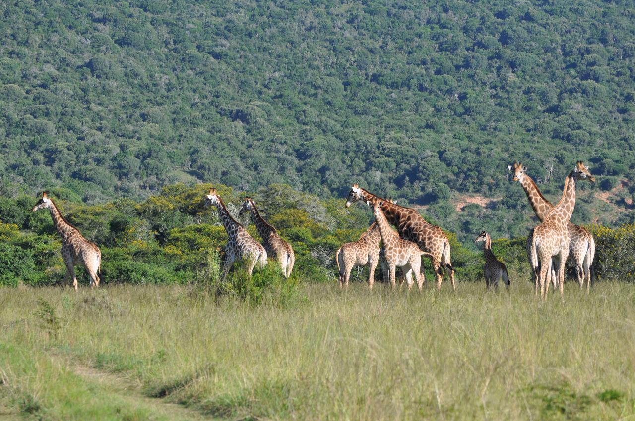 Hopewell Private Game Reserve Buyskloof المظهر الخارجي الصورة